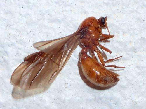 Carebara sp.